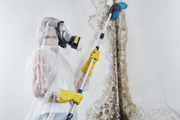 Best Asbestos and Lead Testing During Mold Inspection  in Lexington, SC